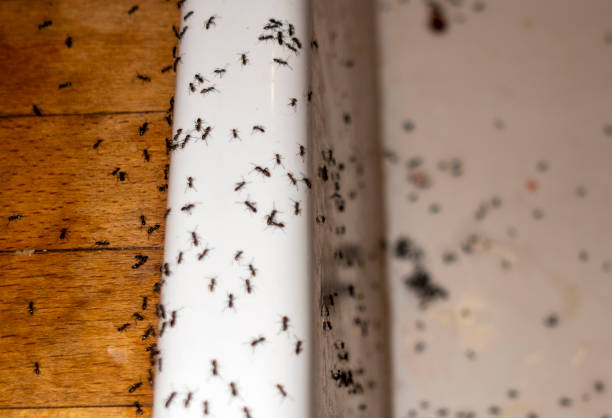 Pest Prevention Services in Stony Point, MI