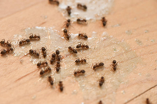 Best Insect Control  in Stony Point, MI